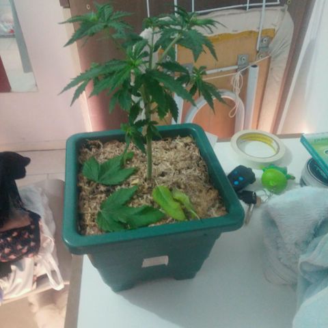 Quantum growlog timeline photo