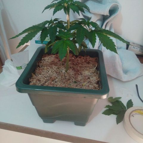 Pineapple growlog timeline photo