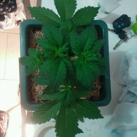 Pineapple growlog timeline photo