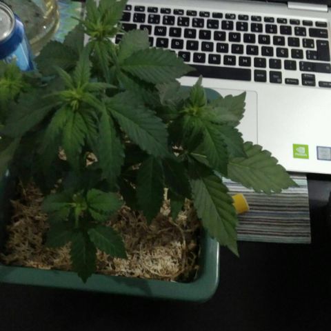 Pineapple growlog timeline photo