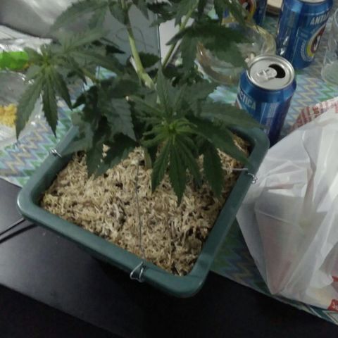 Quantum growlog timeline photo
