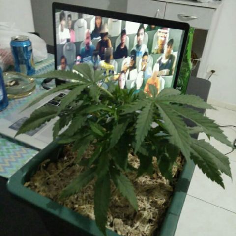 WW growlog timeline photo