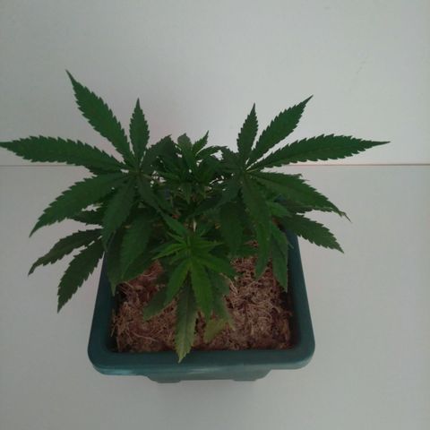 WW growlog timeline photo