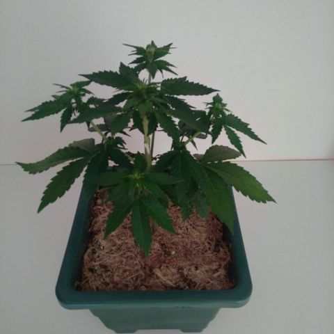 Pineapple growlog timeline photo