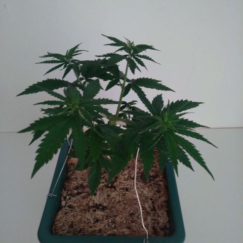 Quantum growlog timeline photo