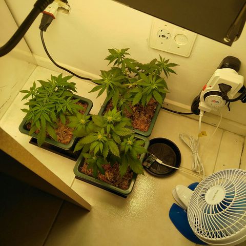 Quantum growlog timeline photo
