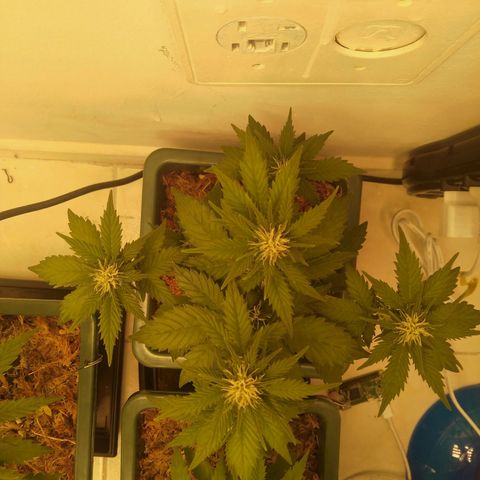 Pineapple growlog timeline photo