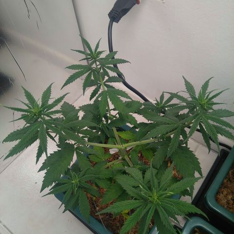 Quantum growlog timeline photo