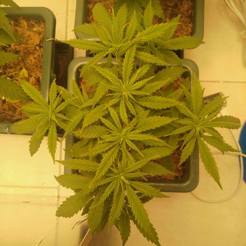 WW growlog timeline photo
