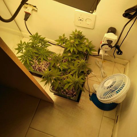 Quantum growlog timeline photo