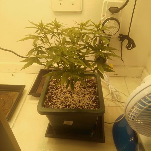 WW growlog timeline photo