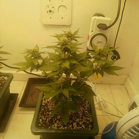 Pineapple growlog timeline photo