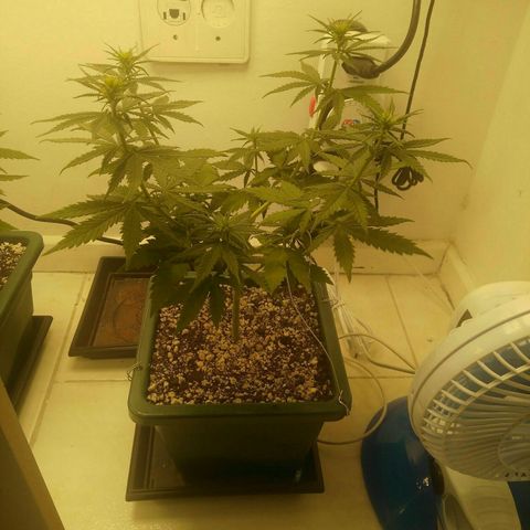 Quantum growlog timeline photo