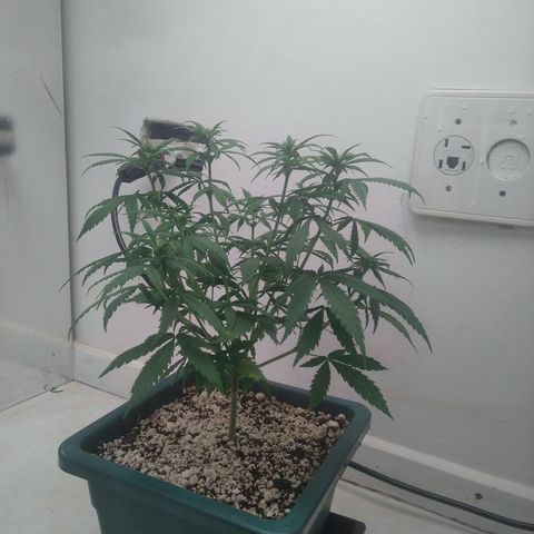 WW growlog timeline photo