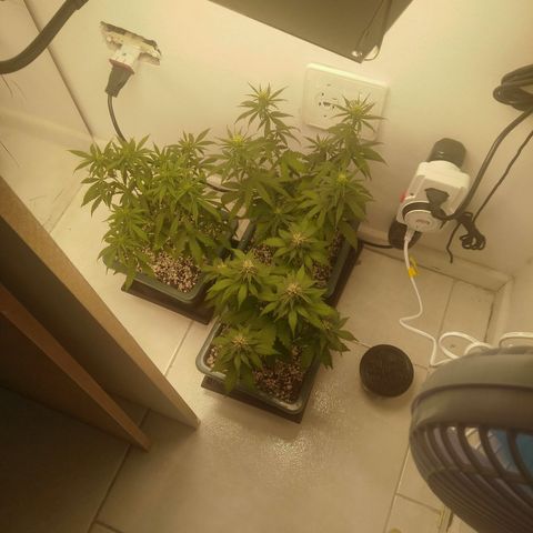 Quantum growlog timeline photo