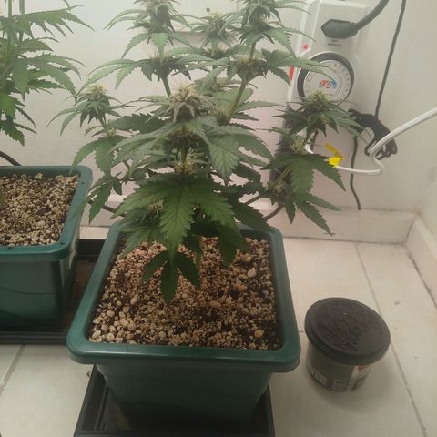 Pineapple growlog timeline photo