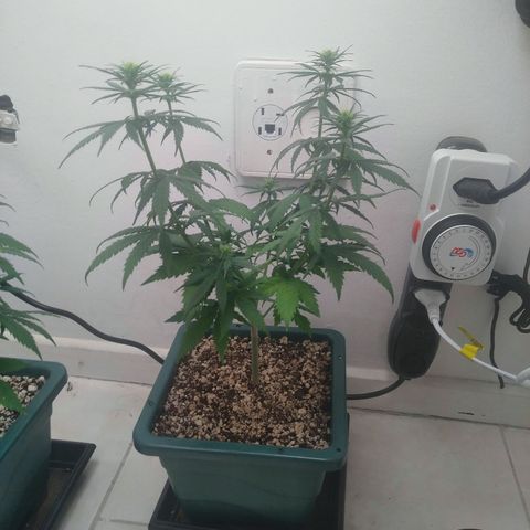 Quantum growlog timeline photo