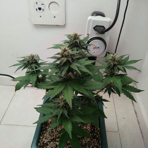 Pineapple growlog timeline photo