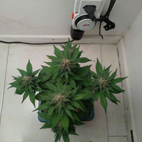 Pineapple growlog timeline photo