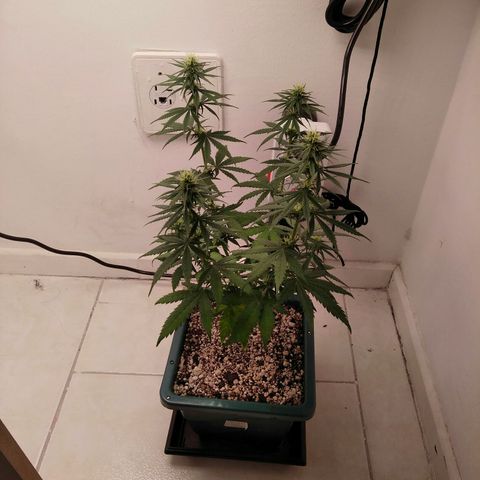 Quantum growlog timeline photo
