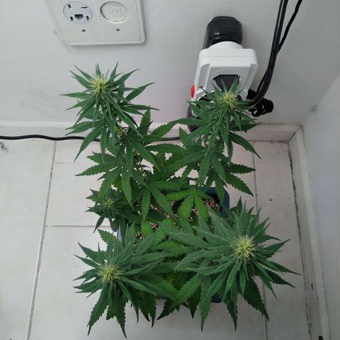 Quantum growlog timeline photo