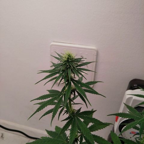 Quantum growlog timeline photo