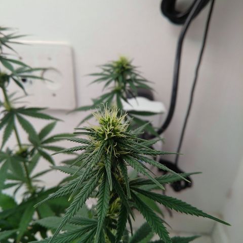 Quantum growlog timeline photo