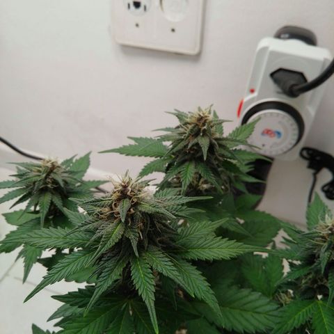 Pineapple growlog timeline photo