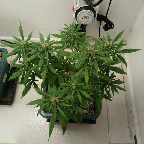 WW growlog timeline photo