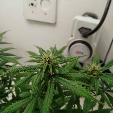 WW growlog timeline photo