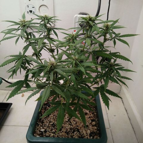 WW growlog timeline photo