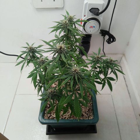 WW growlog timeline photo