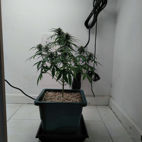 WW growlog timeline photo
