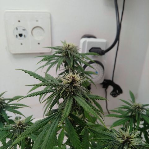 WW growlog timeline photo