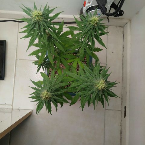 Quantum growlog timeline photo