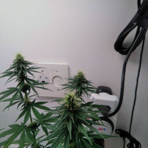 Quantum growlog timeline photo