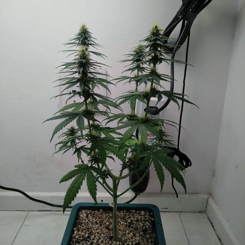 Quantum growlog timeline photo