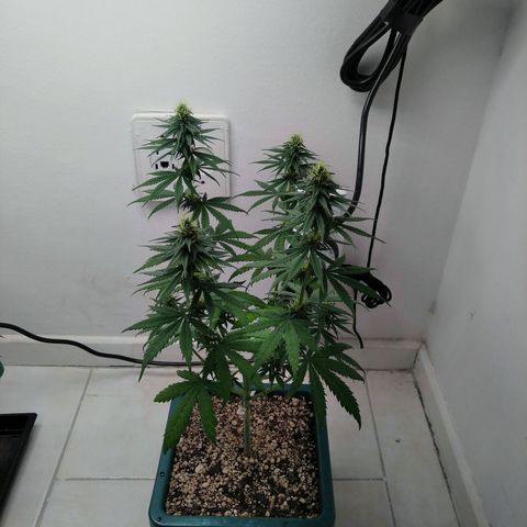 Quantum growlog timeline photo