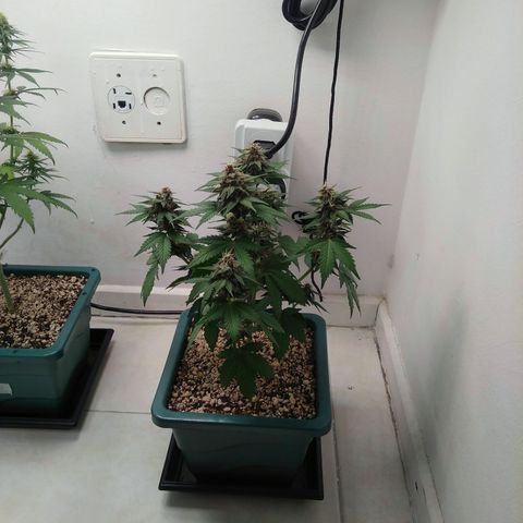 Pineapple growlog timeline photo