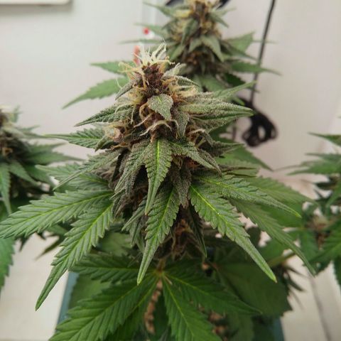 Pineapple growlog timeline photo