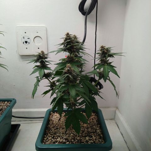 Pineapple growlog timeline photo