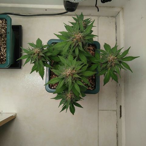 Pineapple growlog timeline photo