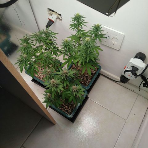 Quantum growlog timeline photo