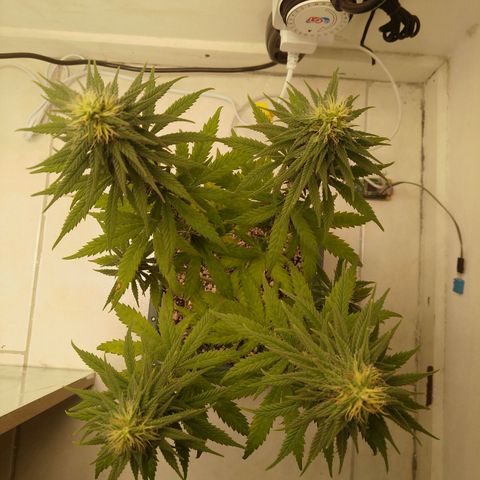 Quantum growlog timeline photo