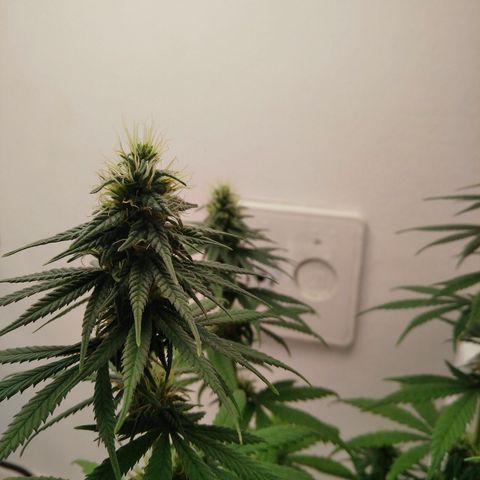 Quantum growlog timeline photo