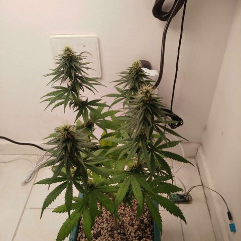 Quantum growlog timeline photo