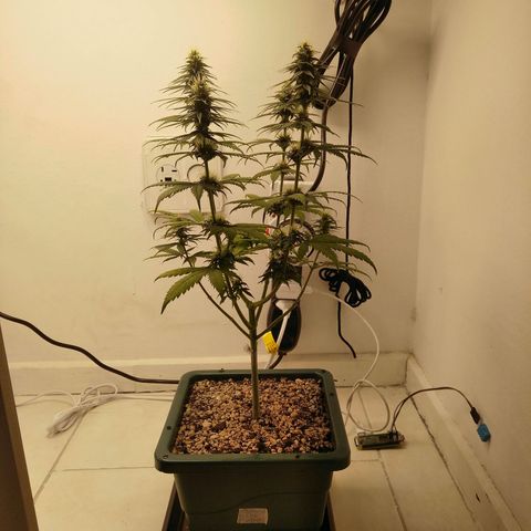 Quantum growlog timeline photo