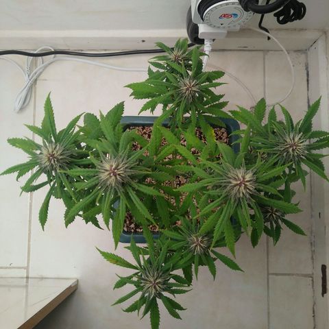WW growlog timeline photo