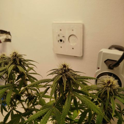 WW growlog timeline photo