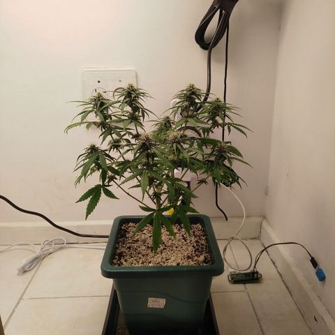 WW growlog timeline photo